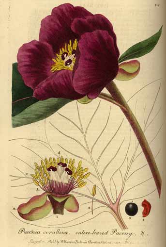 Picture of Paeonia corallina