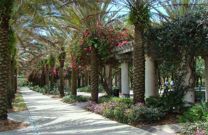 Sidewalk with palm trees