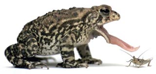 Picture of a toad about to eat an insect
