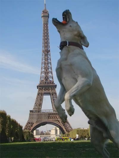 Dog jumping to catch a ball in front of the Eiffel Tower