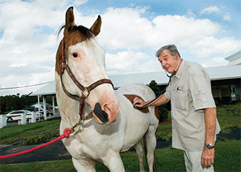 David Skand holding a stethoscope to a horse.