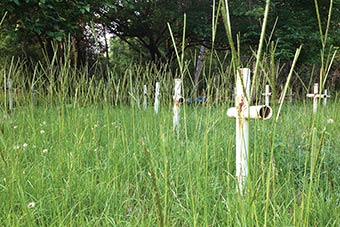 Rusting white crosses in overgrown grass.