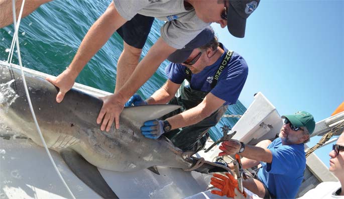 Bob Hueter helps hold down a shark on board the RV Eugenie Clark.