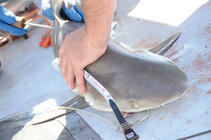 Close-up of a shark being measured.
