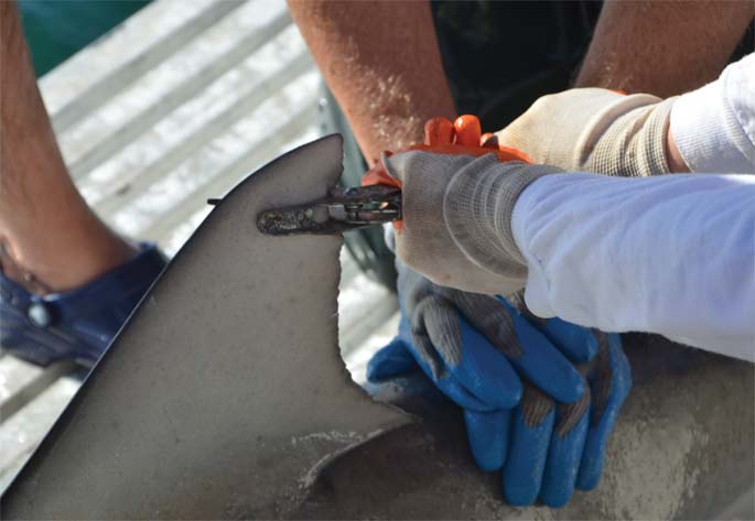A fin of a shark being tagged.