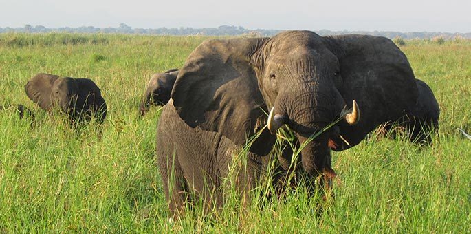 An African bush elephant.