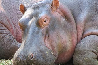 A hippo.