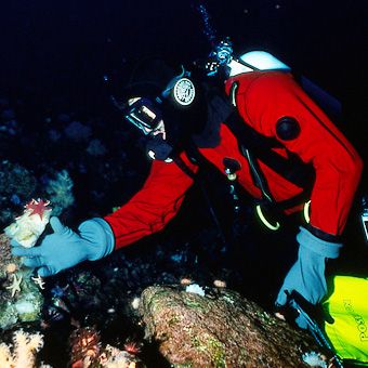 USF chemist Bill Baker examines specimens on the Antarctic sea floor. Light filters in through a thin crack in the ice above.