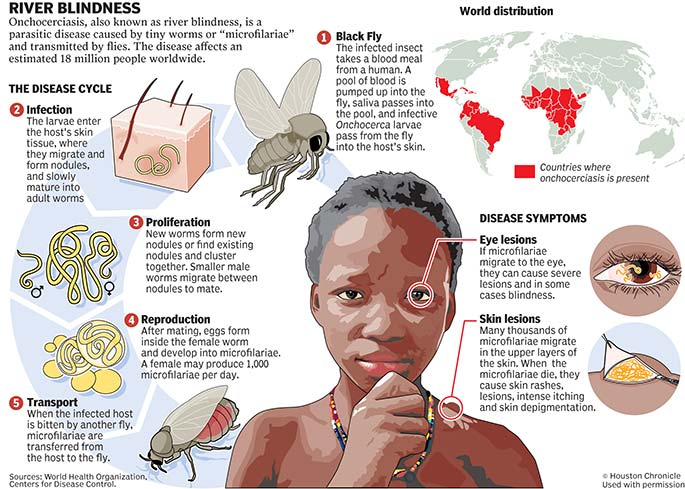 Graphic with stages of river blindness. The cycle begins with an infected insect, and the continues to infection in the host's skin tissue, proliferation of new worms, worm reproduction, and transmission of microfilariae when another fly bites the host.