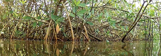 Mangroves partially submerged in water.