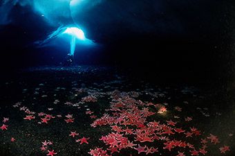 Red starfish lit from a hole in the ice above.